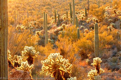 Sonoran Desert Photos Photos By Ron Niebrugge