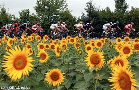 Sunflowers Tour De France
