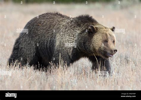 Grizzly Bear Profile View In Deep Grass Stock Photo Alamy