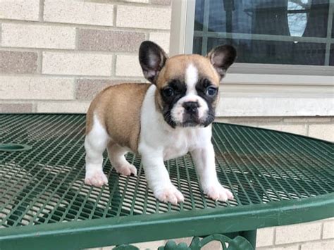 Spooki is a show stopper. French Bulldog Puppies For Sale in Indiana & Chicago ...