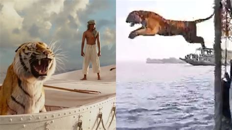 Video Tiger Takes A Giant Leap From Boat Into Wild Reminds Netizens Of Life Of Pi S Richard