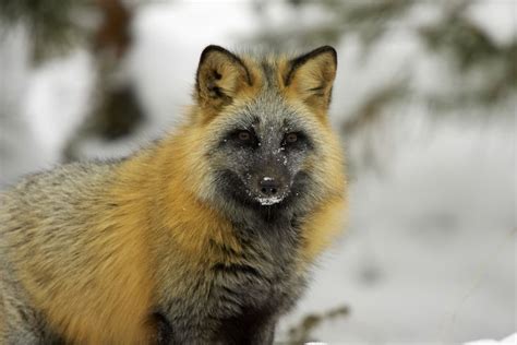 Cross Fox Pet Fox Fox Breeds Fox Species
