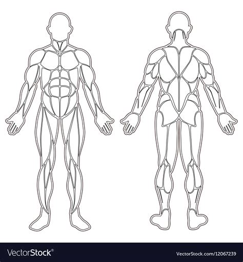 Human Body Muscles Sketch