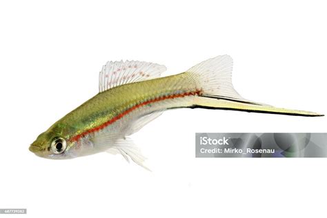 Green Swordtail Xiphophorus Helleri Male Aquarium Fish Isolated On