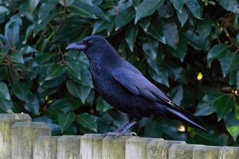 7 Single Black Crow Meanings Christian Faith Guide
