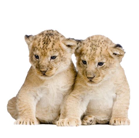 Cub Clipart Female Lion Lion Cub Clipart Stunning Free Transparent