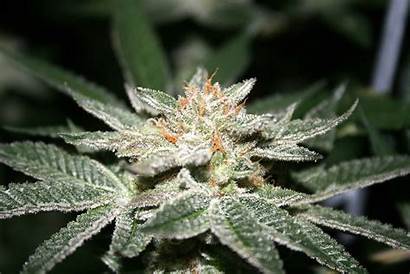 Marijuana Weed Drugs