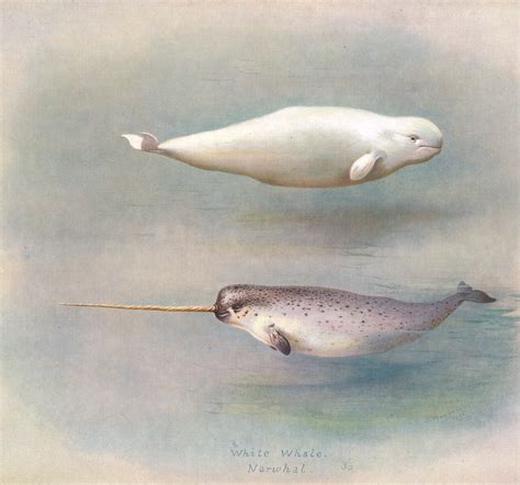 Freeze And Flee Narwhals In Danger Youngzine Our Earth