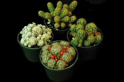 Voir plus d'idées sur le thème cactus, succulentes, cactées. Craquez pour le cactus - Châtelaine