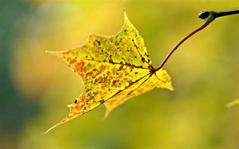 Blur Autumn Leaf Wallpapers 2880x1800 650848