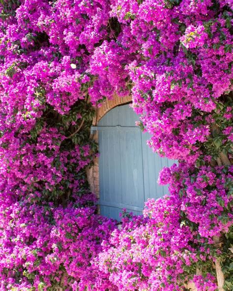 We did not find results for: 10 Lovely Plants That Can Stand Up to Drought | Drought ...