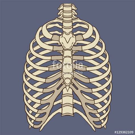 ✓ free for commercial use ✓ high quality images. Vektör: Human Rib Cage Anatomy Vector | Human rib cage ...