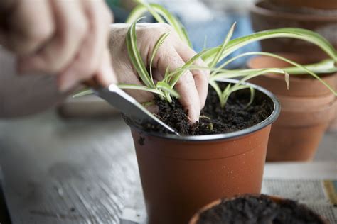 How To Propagate Plants By Rooting Stem Cuttings