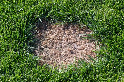 Chafer Grubs In Your Lawn This Is How To Do Tackle Them Moowy