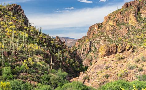 Conserving The Sonoran Deserts Diverse Wildlife