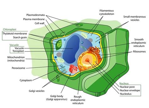 Consists of a thin layer of amphipathic lipids which spontaneously arrange so more hydrophilic regions associate with the faces of the resulting bilayer. Organelles of the plant cell and their functions | Learner ...