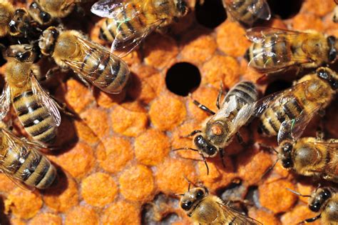 Scientists Find Holes In Armor Of Major Honey Bee Pest Michigan Radio