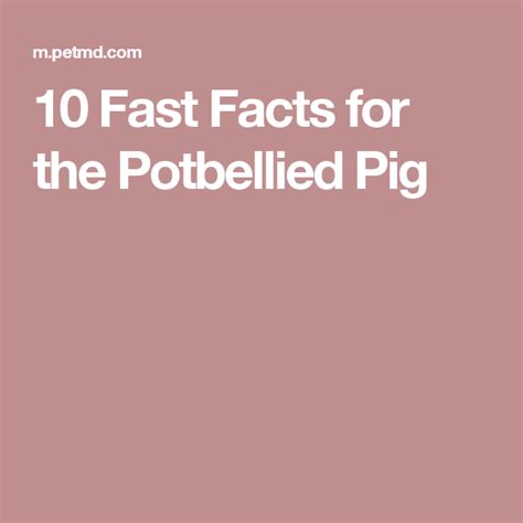 10 Fast Facts For The Potbellied Pig Fast Facts Pot Belly Pigs Facts