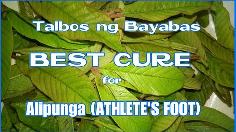Talbos Ng Bayabas Best Cure For Alipungaathletes Footguava Leaves