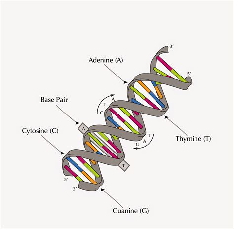 Diagram Of A Dna Structure Labelled Diagram Of Dna St Vrogue Co