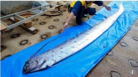 Mengenal Oarfish Ikan Yang Dipercaya Sebagai Pertanda Gempa Ikanesia