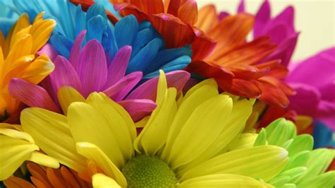 Colorful Flower Backgrounds For Desktop