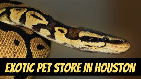 Rehome buy and sell, and give an animal a forever home with preloved! Exotic Pet Store In Houston | Pet Store Exotic Animals In ...