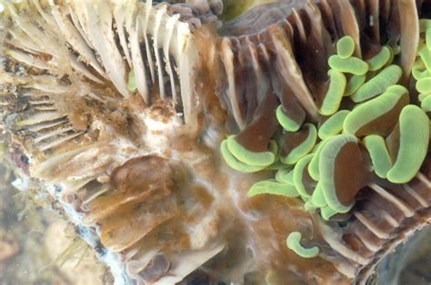 Brown Jelly Syndrome BJS Brown Band Disease BrB Aquarium Coral