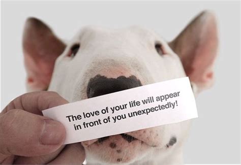 19 Funny Pics Memes Of English Bull Terriers The Paws