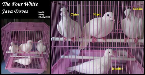 The Four White Java Doves By Htar90 On Deviantart
