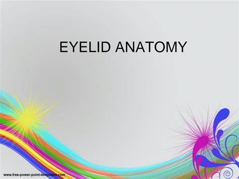 Solution Eyelid Anatomy Studypool