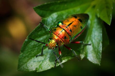 Exotic Bug Flickr Photo Sharing