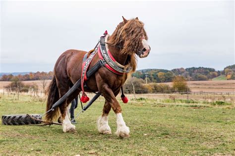 The 7 Largest Horse Breeds In The World With Pictures