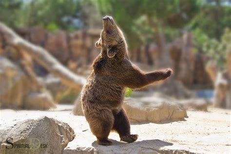 Dancing Bear Spiritual Meaning Joy And Celebration