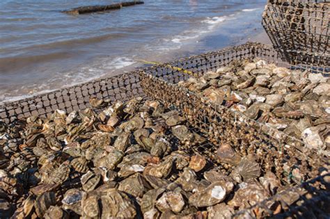 Oyster Farming Has Developed Methods Of Cultivating Oysters While Le
