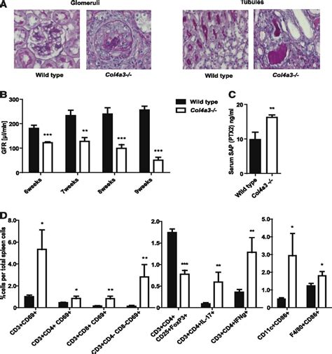 Intestinal Dysbiosis Barrier Dysfunction And Bacterial Tra