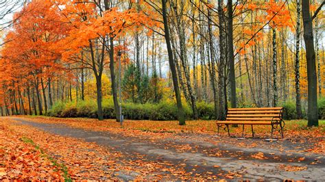 Beautiful Autumn Park Trees Leaves Bench Wallpaper