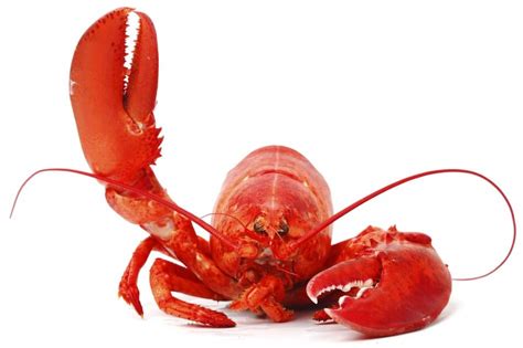 41 Funny Lobster Puns And Jokes That You Need To Sea Puns And Jokes