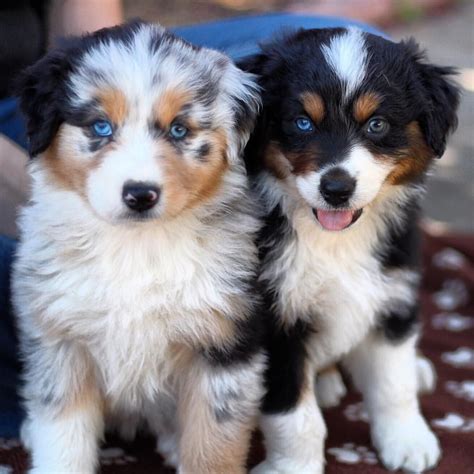 Aussie Puppies Cuteness Cachorros Animales Perros Y Perros Bellos