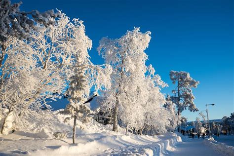 Frozen Trees In Winter In Saariselka Lapland Finland Editorial Stock