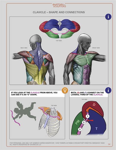 Anatomy For Sculptors Pdf Anatomy