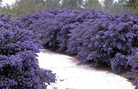 All the rain we complained about in january and february has brought us the most amazing superbloom! California Lilac - Darkstar | Fun for fowler | Pinterest ...