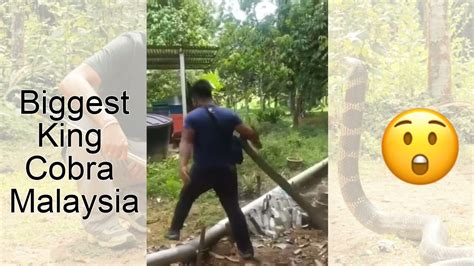Hunting The Biggest King Cobra In Malaysia Youtube