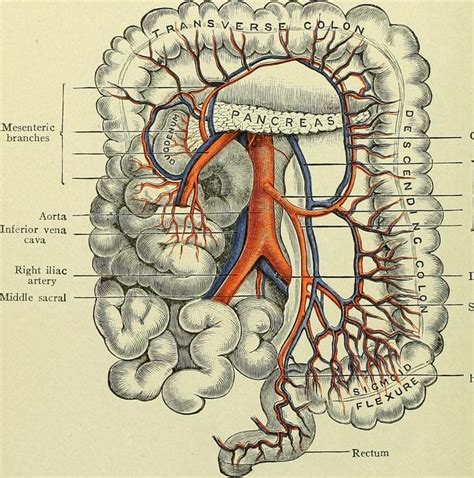 Cuál es la función del intestino grueso Curiosoando Intestino grueso Intestinos Partes
