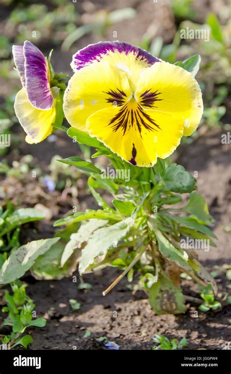 Yellow Pansys Flowers With Green Leafs Close Up Outdoor Stock Photo