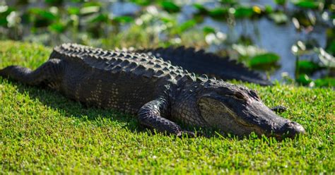 From Miami Everglades Park Airboat Ride And Wildlife Show Getyourguide