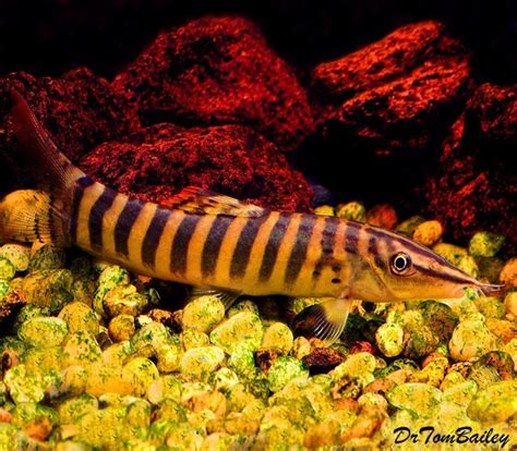 Premium New And Rare Wild Royal Banded Loach Sale Was 1859