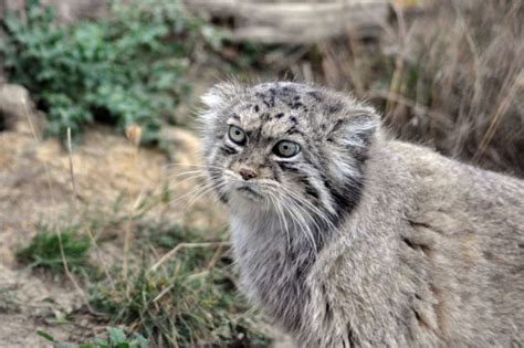 Pallas Cat With Images Small Wild Cats Pallass Cat Wild Cat Breeds
