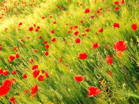 1680x1050 1680x1050 Poppy Field Spikes Summer Blurring Wallpaper