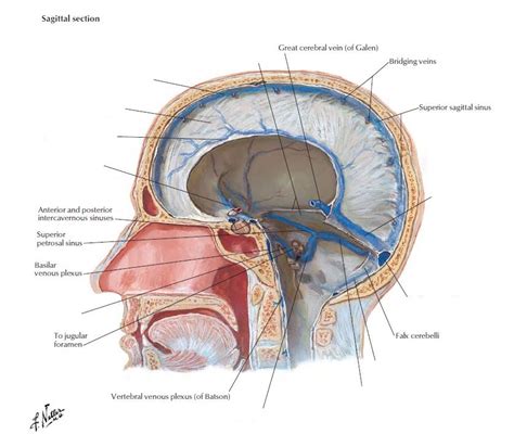 Dural Sinuses Sagittal View Diagram Quizlet